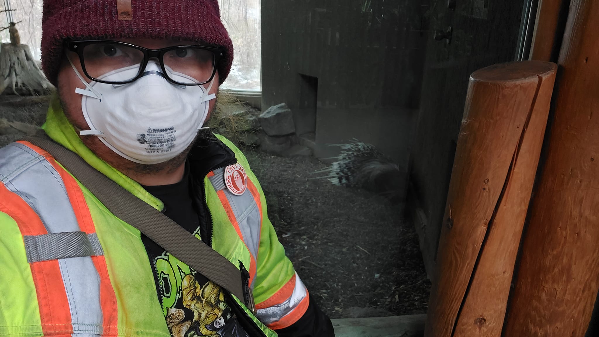 A man wearing a red toque, a high visibility winter coat and an N95 mask is in front of an enclosure with an African crested porcupine in it